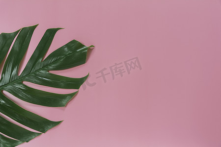 ins绿色摄影照片_粉红色背景中的绿色甘蔗叶，带有用于 ins 的复制空间