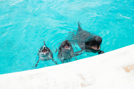 水族馆里的海豚和鲸鱼