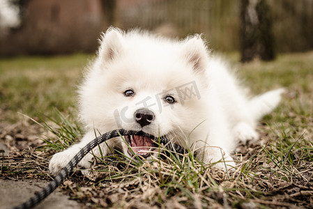 可爱、年轻、顽皮的萨莫耶德小狗躺在草地上，嘴里拿着皮带，用快乐的表情和微笑看着镜头
