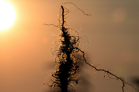 日落时植物的根