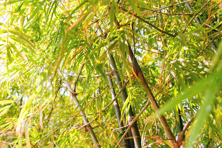 与竹树的自然背景。