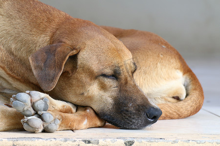 宠物医院摄影照片_狗生病了，睡觉的狗独自放松，棕色的狗在睡觉，棕色的狗睡觉生病了