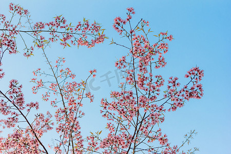 与蓝天的喜马拉雅樱桃花。