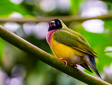 彩色鸟类摄影照片_黑头葫芦雀的特写，来自澳大利亚的彩色热带鸟类