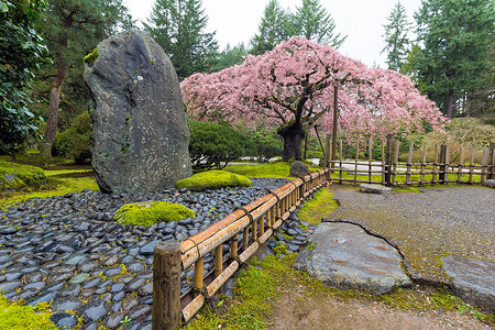 天然岩石的樱花树