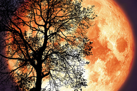 森林夜摄影照片_夜空中的雷月背越过剪影黑树