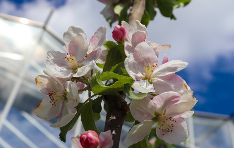 李树摄影照片_美丽的樱桃树和李树在春天开花
