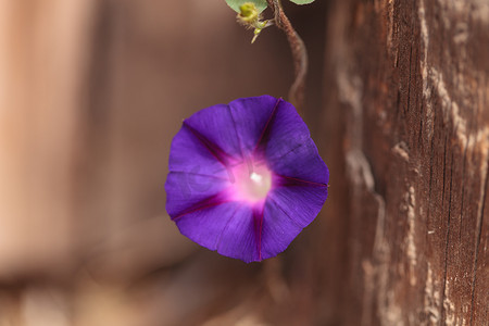 purpurea摄影照片_紫色牵牛花花 Ipomoea purpurea