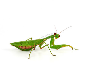 绿色螳螂站着，看着白色 ba 上的相机