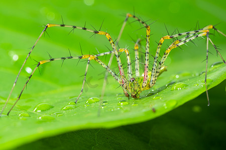 长腿摄影照片_绿蜘蛛宏观 叶子上的长腿 绿色场景
