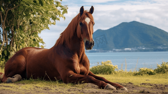 坐在草地摄影照片_海滩附近的马匹