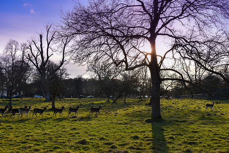 冬日的阳光穿过一棵树，鹿从身边走过