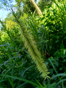 关闭 Pennisetum purpureum（Cenchrus purpureus Schumach、Napier 草、大象草、乌干达草、kolonjono、suket gajah）与自然背景。