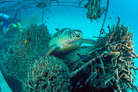 西洲蜜瓜摄影照片_在水下珊瑚礁的海龟与蓝色海洋，西巴丹岛，马