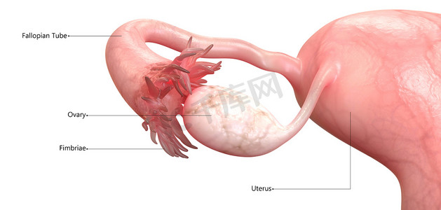 用标签解剖学描述的女性生殖系统