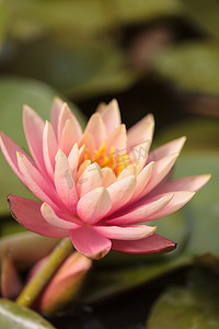 荷花锦鲤摄影照片_在锦鲤池塘顶部的桃红色睡莲花