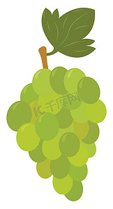 绿色食物插图摄影照片_绿色葡萄，插图，白色背景上的矢量