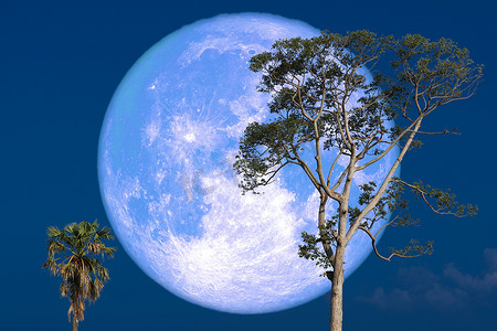 森林夜摄影照片_夜空中的超级草莓月亮回到剪影树上