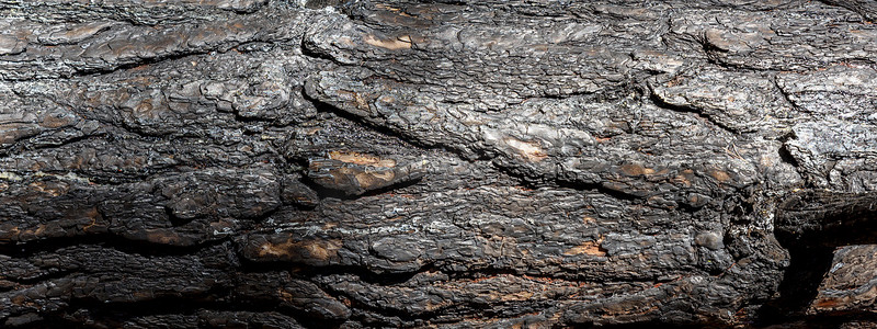 烧焦的松树干碎片，横幅，