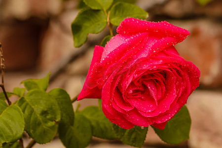 雨后湿润的玫瑰