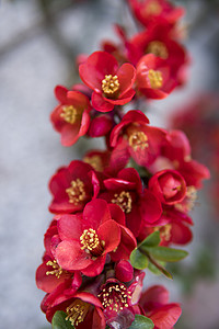 红色花瓣摄影照片_木瓜植物的红色花朵