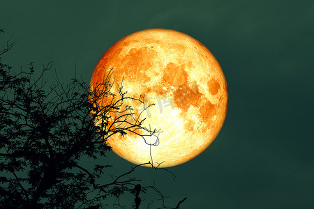 满橡血月回到夜空中的树枝上