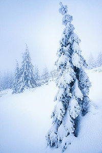 梦幻般多雪的云杉树