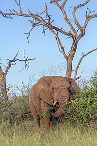 斯威士兰赫兰皇家国家公园的非洲丛林象