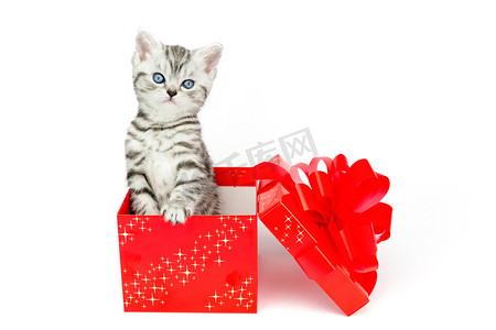 年轻的银虎斑猫站在带星星的红盒子里
