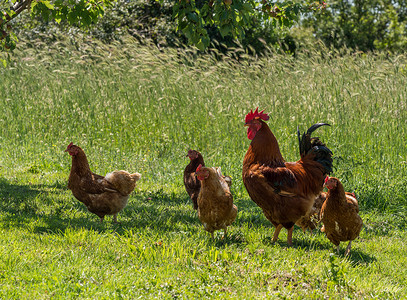 克罗地亚自由放养的公鸡和母鸡