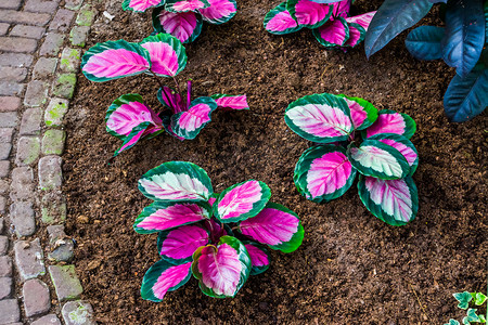 象翅膀摄影照片_热带花园中的粉红色象耳植物，来自美国的流行异国情调植物