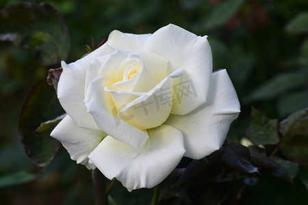 关闭美丽的白玫瑰花