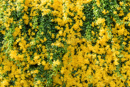 美丽的黄花常春藤树与新鲜的绿叶背景