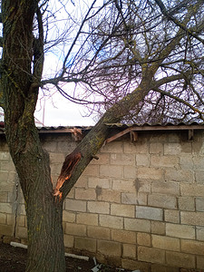 一棵被风吹坏的杏树倒在棚子上，打破了屋顶。