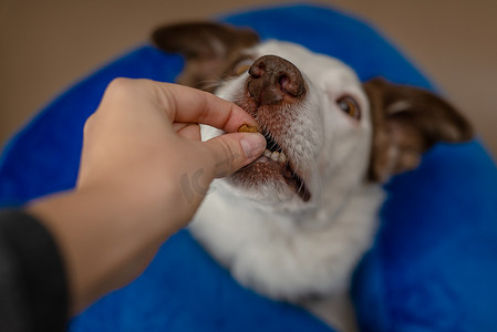 边境摄影照片_戴着蓝色充气项圈的边境牧羊犬正在接受款待