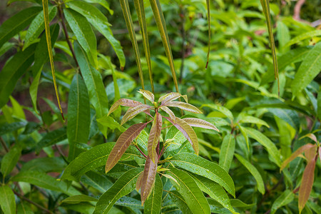 tre 背面的年轻芒果叶和绿色芒果叶