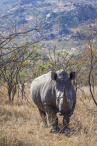 美格摄影照片_南非克鲁格国家公园的南方白犀牛