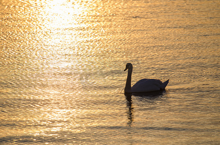 早上遛鸟摄影照片_夕阳下平静水中的天鹅