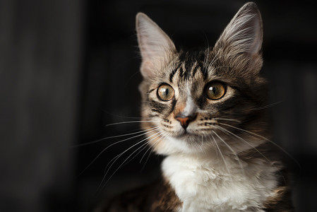 天猫的猫摄影照片_一只美丽的猫的肖像，它仔细地望着远方