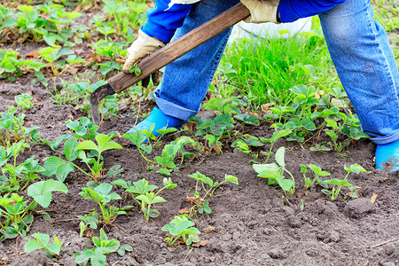 农夫为草莓丛除草，并清除花园土壤中的杂草。