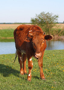 成年母牛正在吃草的绿色夏季新鲜草地上吃草