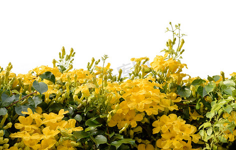 爬山虎背景墙摄影照片_孤立在白色背景上的美丽黄色花常春藤树，C