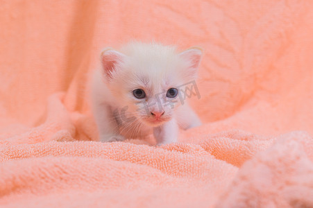一堆布中的一只可爱的小猫