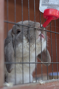 灰白垂耳兔喝水吐舌头