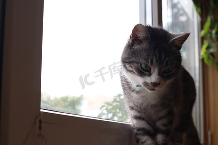 白色窗边摄影照片_一只灰猫站在窗边的窗台上