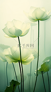 鲜花透明背景图片_透明质感通透荷花荷叶背景