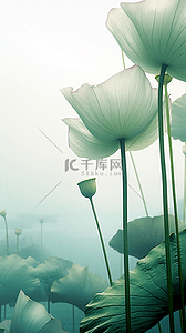 鲜花透明背景图片_透明质感通透荷花荷叶背景