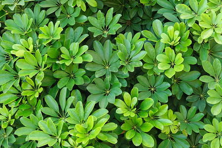 弗莱舍摄影照片_植物绿色背景，热带植物异国情调的亮叶的纹理