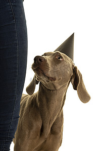 滑稽可爱的年轻威玛猎犬狗头戴着派对帽，抬头看着被白色隔离的主人