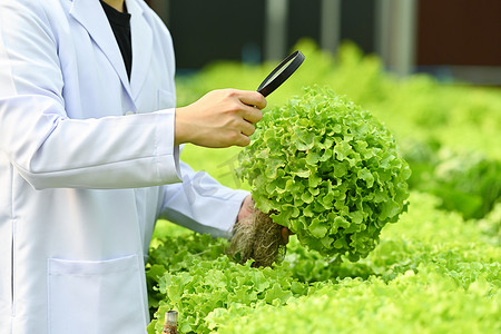 植物学家在工业温室中检查质量、用放大镜观察有机蔬菜的裁剪镜头